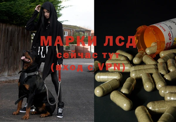 спайс Чекалин